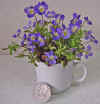 Field Pansy (Johnny Jump Up), Viola bicolor