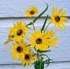 Narrow-Leaf Sunflower