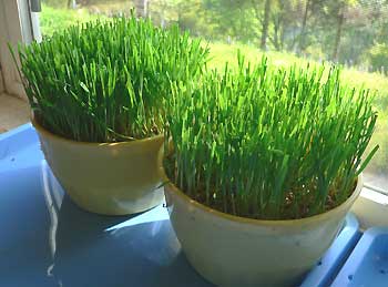 Wheat grass growing in pots in the window