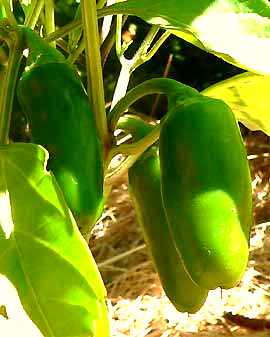 Jalapeño peppers