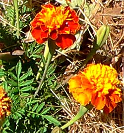 French Marigolds