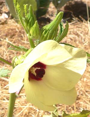 okra flower
