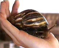 Giant African Land Snail, Achatina immaculata