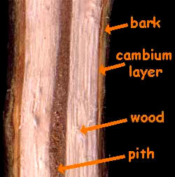 longitudinal section of stem of Pecan tree