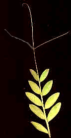 Vetch leaf with tendril