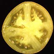 cross section of yellow tomato