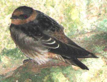 Cave Swallow in the Yucatan