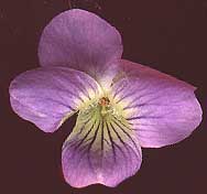 Violet flower showing nectar guides