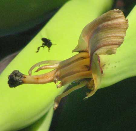 Banana flower stigma