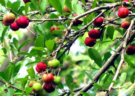 BARBADOS-CHERRY fruits