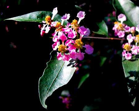 BARBADOS-CHERRY flowers