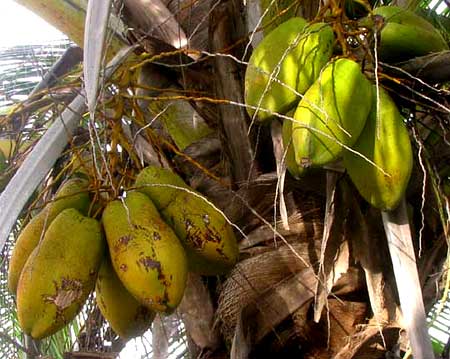 COCONUT PALM coconuts