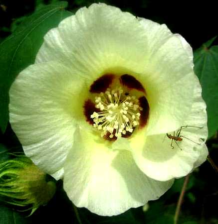 Tree Cotton flower