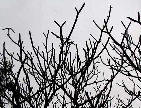 FRANGIPANI, naked branches