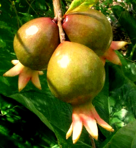 Pomegranate maturing ovaries