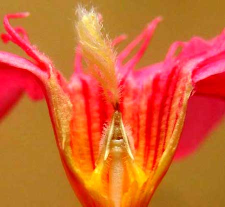 OLEANDER, flower longtitudinal section