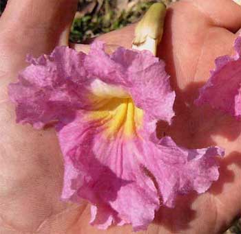 PINK TABEBUIA, flower