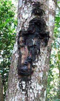 POISONWOOD bark with black sap