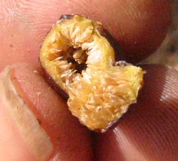 Strangler Fig fruit