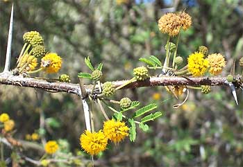 Sweet Acacia, Acacia farnesiana, or Huisache