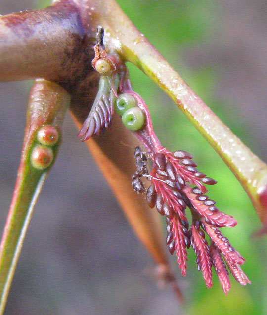 Bull-Horn Acacia, VACHELLIA [ACACIA] COLLINSII, Beltian bodies & glands for ants