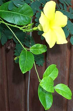 Yellow Allamanda, Allamanda cathartica