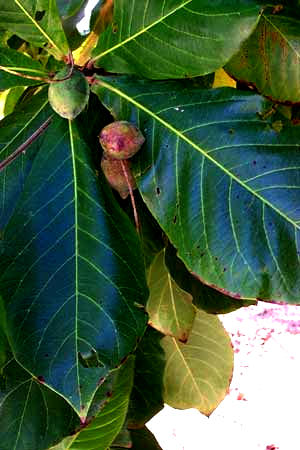 almond nut tree