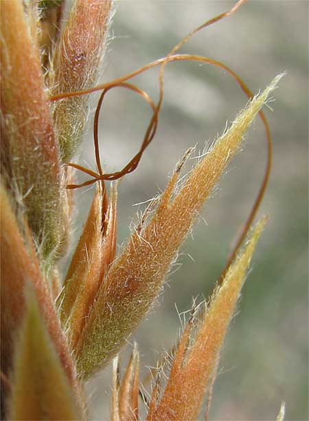 Aphelandra bracts