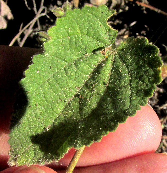 Bladder Mallow, HERISSANTIA CRISPA, leaf from above