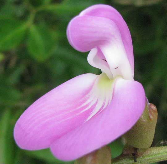 Baybean, CANAVALIA ROSEA