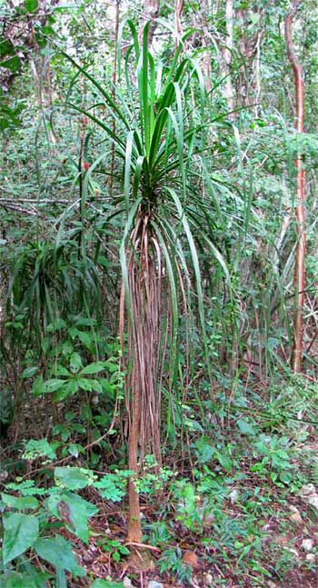 Mexican Ponytail or Bottle Plant, BEAUCARNEA PLIABILIS