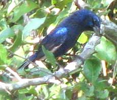 Blue Bunting, CYANOCOMPSA PARELLINA
