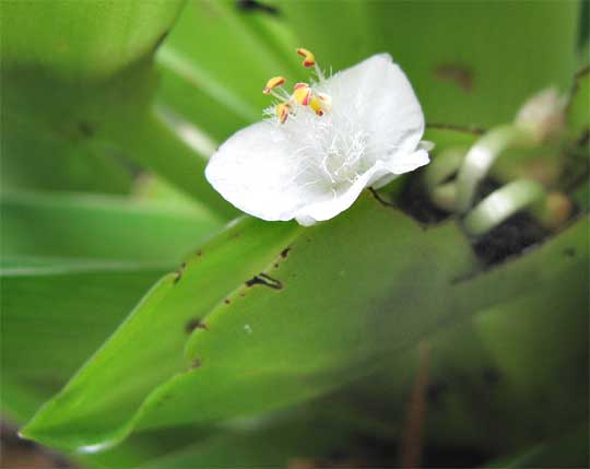 TRADESCANTIA SPATHACEA flower