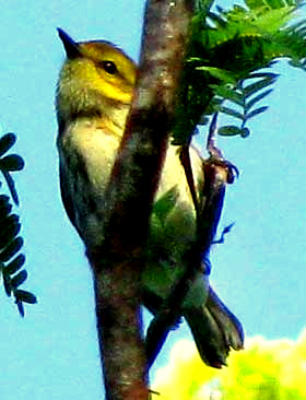 Black-throated Green Warbler, SETOPHAGA VIRENS