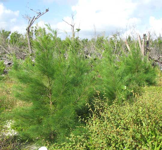 Australian Pine, CASUARINA EQUISETIFOLIA