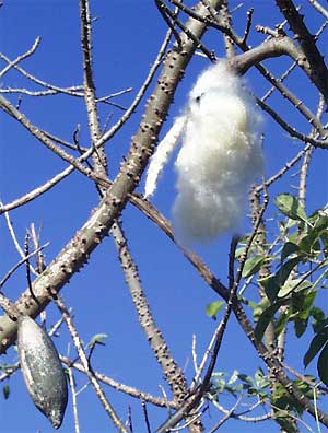 Kapok White Silk Cotton Tree ceiba Pentandra Seeds -  Canada