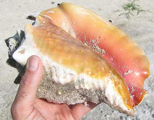 Queen Conch, STROMBUS GIGAS