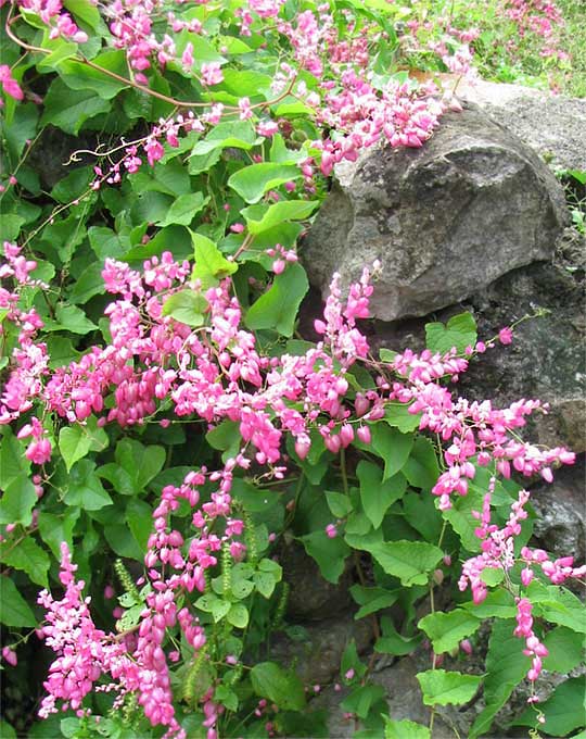 Heart shaped leaf vine weed