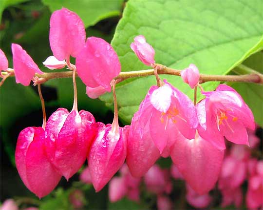 Coralvine, ANTIGONON LEPTOPUS, flowers