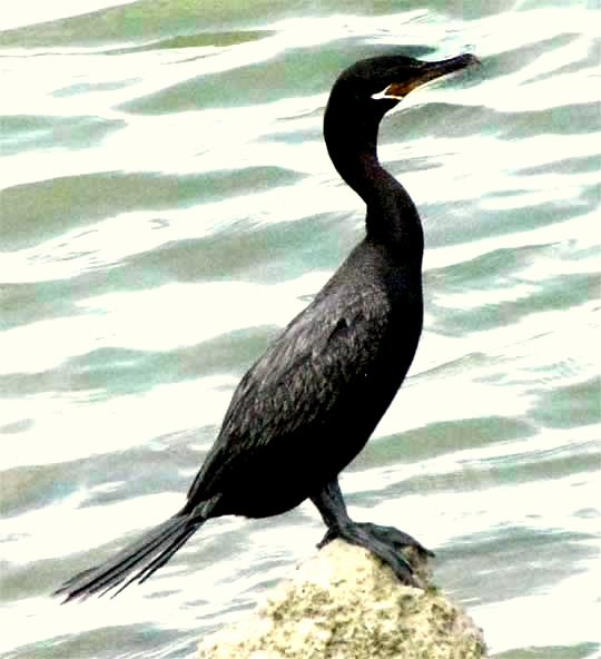 Neotropic Cormorant, PHALACROCORAX BRASILIANUS