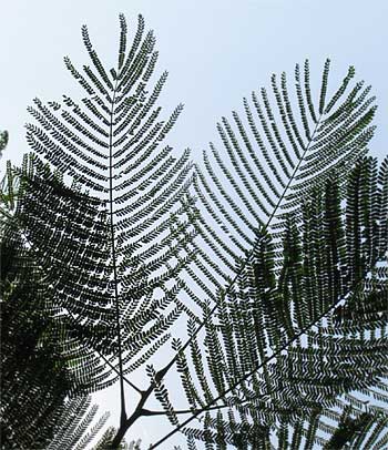 Royal Poinciana, Delonyx regia, leaves