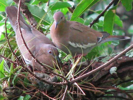 White-winged Doves, Zenaida asiatica, possibly beginning a nest