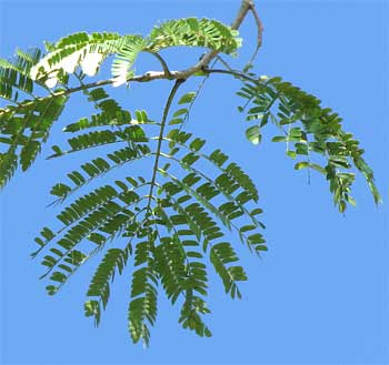 Enter0lobium cyclocarpum leaves