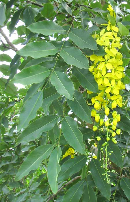 Golden Shower Tree, CASSIA FISTULA, flowers