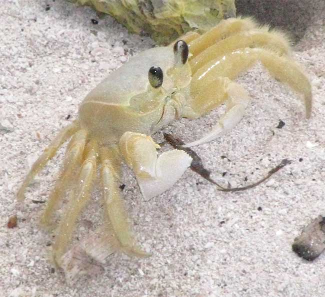 Ghost Crab Diet