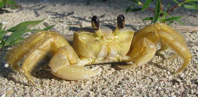  Atlantic Ghost Crab, OCYPODE QUADRATA.