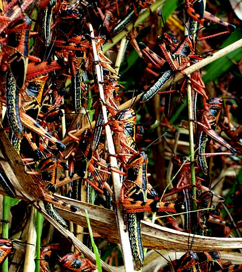 Grasshopper nymphs in pre-locust stage