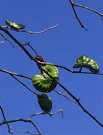 Guanacaste, or Piich, fruits, Enterlobium cyclocarpum