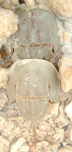 Horseshoe Crabs, image by Cotting White