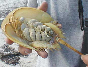 Horseshoe Crab, bottom view. Image by Karen Wise of Mississippi